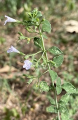 Clinopodium