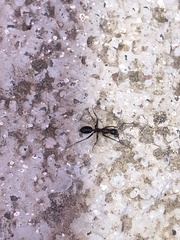 Tanaemyrmex