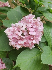 Hydrangea