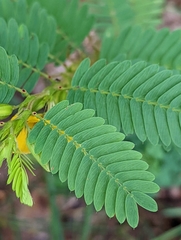 Chamaecrista fasciculata