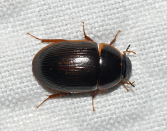Cymbiodyta bifidus