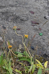 Arnica angustifolia iljinii