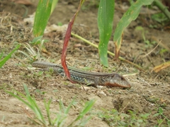 Ameiva bifrontata divisa