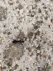 Tanaemyrmex