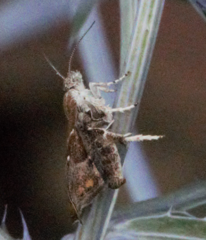 Choreutis