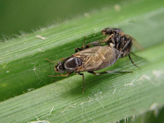Metopininae