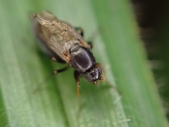 Metopininae