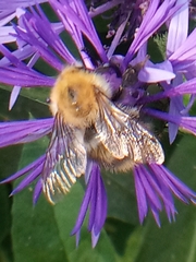Bombus pascuorum