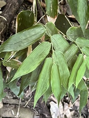 Olyra latifolia