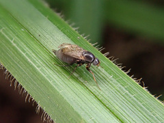 Metopininae