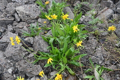 Arnica angustifolia iljinii