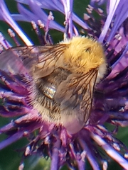 Bombus pascuorum