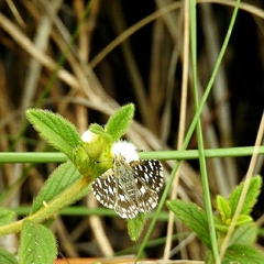 Spialia galba