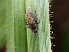 Metopininae