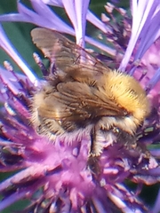 Bombus pascuorum