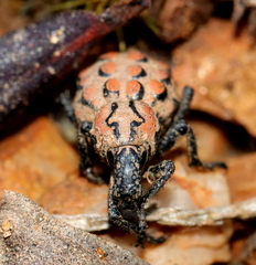 Brachycerus gemmiferus