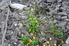 Arnica angustifolia iljinii