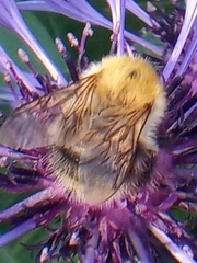 Bombus pascuorum