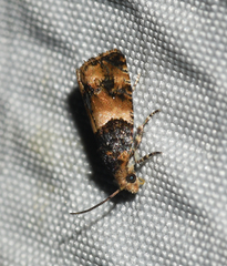 Lobesia spiraeae