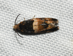 Lobesia spiraeae