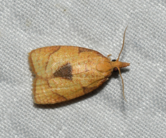Cenopis mesospila