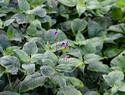 Brillantaisia lamium