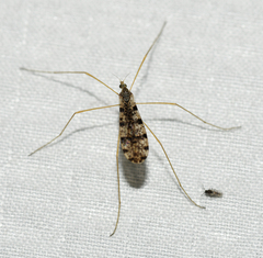 Limnophila fuscovaria