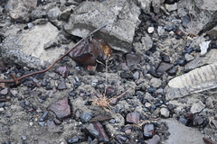 Puccinellia hauptiana