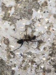 Tanaemyrmex