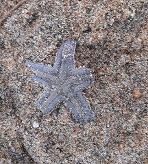Astropecten indicus