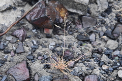 Puccinellia hauptiana