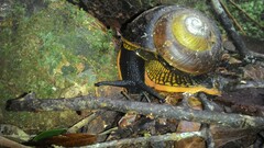 Bertia cambojiensis