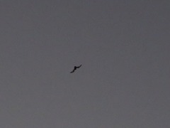 Otomops martiensseni