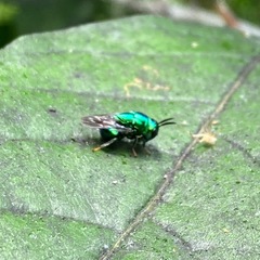 Euperilampus triangularis