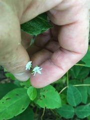 Hylodesmum pauciflorum