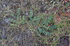 Astragalus schelichowii