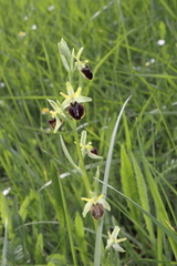 Ophrys sphegodes atrata
