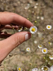 Erigeron strigosus strigosus