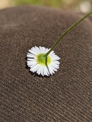 Erigeron strigosus strigosus