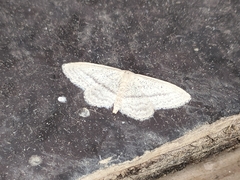 Idaea mediaria