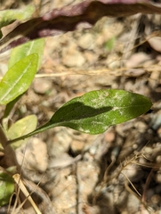 Erigeron strigosus strigosus