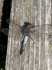 Orthetrum cancellatum