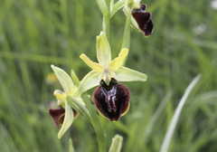 Ophrys sphegodes atrata