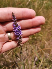 Veronica barrelieri barrelieri