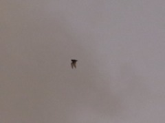 Otomops martiensseni