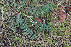 Astragalus schelichowii