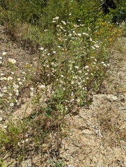 Erigeron strigosus strigosus