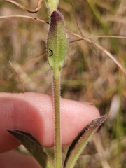 Veronica barrelieri barrelieri