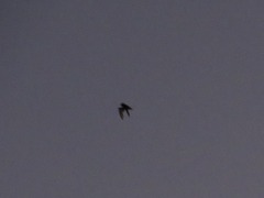 Otomops martiensseni