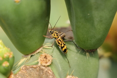 Chlorophorus annularis